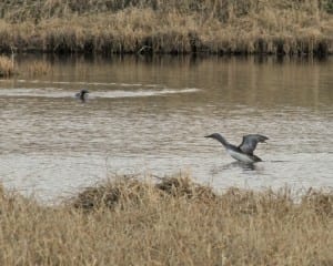 Red-throated Loon in flight