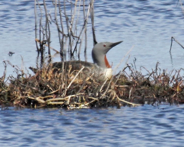 Red-throated Loon on nest