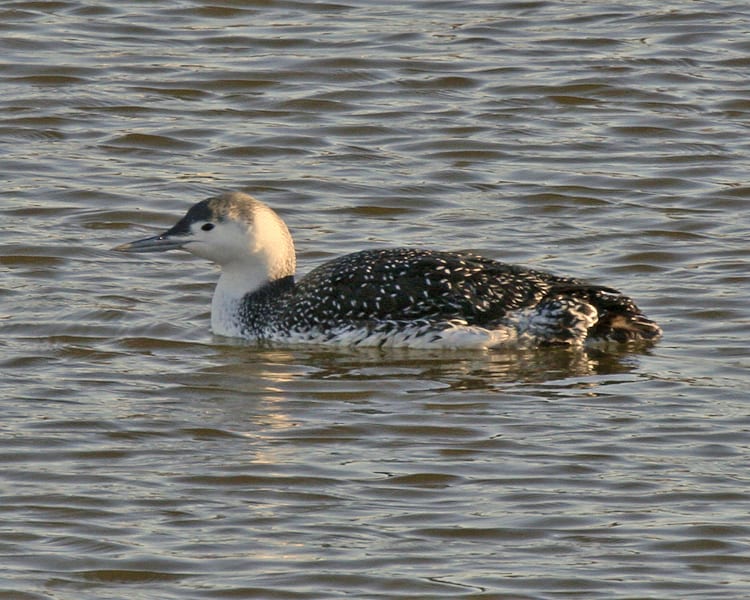 Red-throated Loon - basic plumage