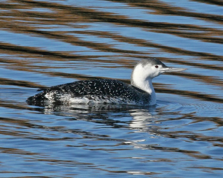 Red-throated Loon - basic plumage