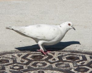 Rock Pigeon - varied white plumage