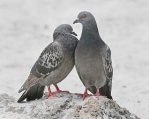 Rock Pigeon - pair
