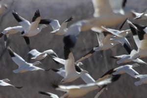Ross's Geese and Snow Geese in flight