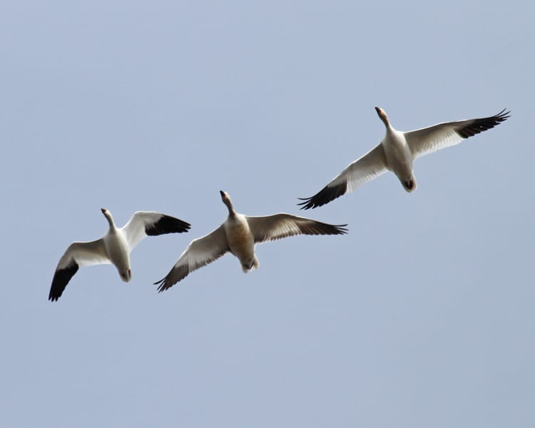 Ross's Goose and snow geese in flight
