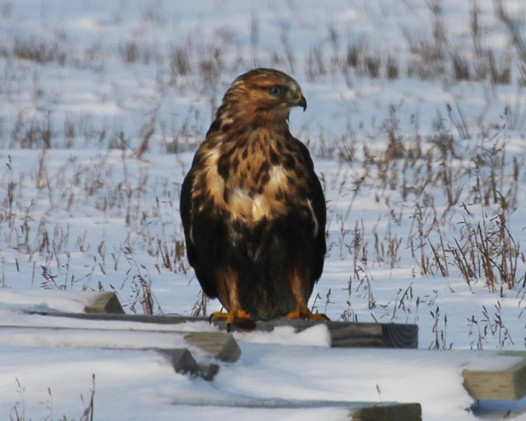 Rough-legged-Hawk - female
