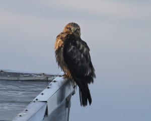 Rough-legged-Hawk - female