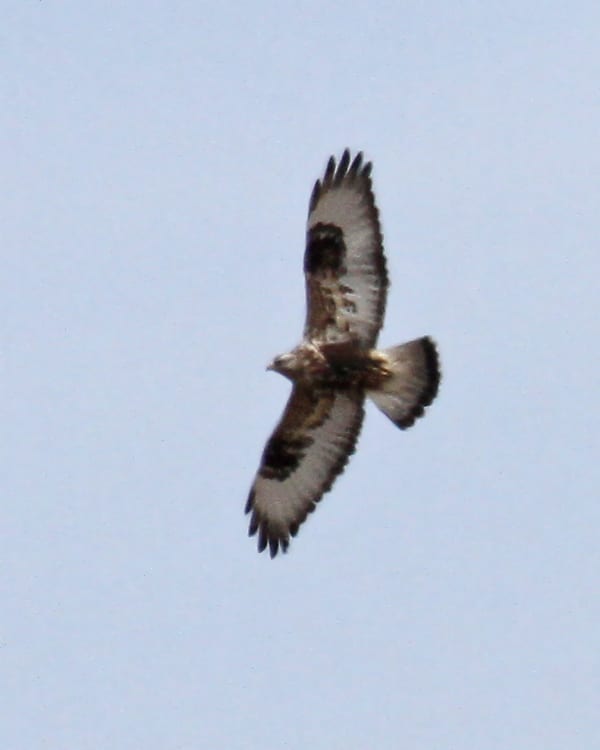 Rough-legged-Hawk in flight
