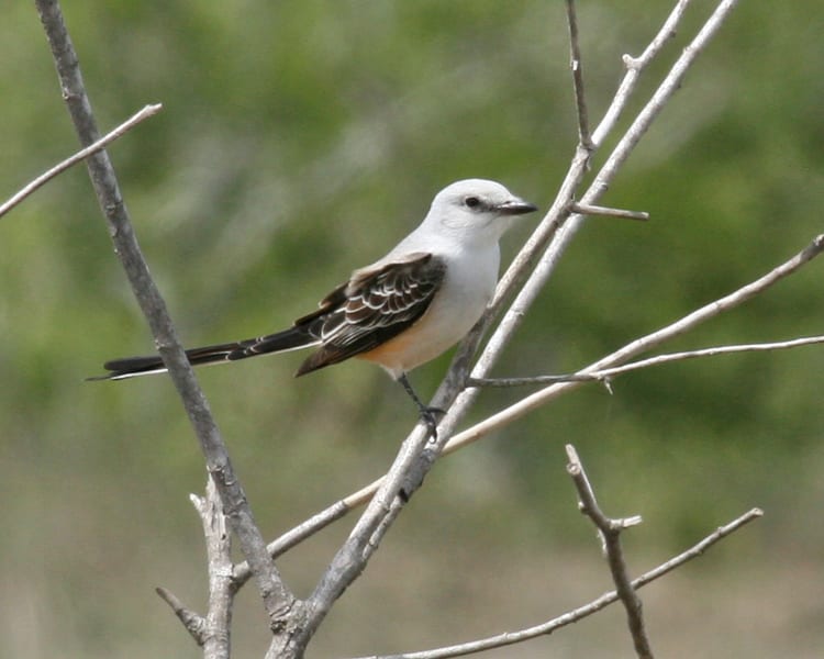 Scissor-tailed Flycatcher - female