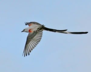 Scissor-tailed Flycatcher in flight