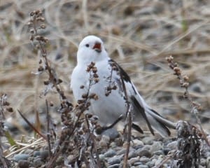 Snow Bunting - alternate (breeding) plumage