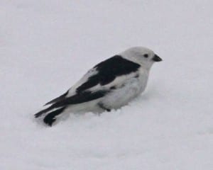 Snow Bunting - alternate (breeding) plumage
