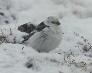 Snow Bunting - female
