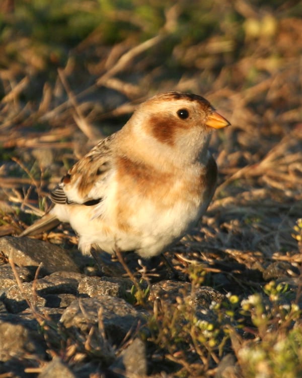 Snow Bunting - first-year female