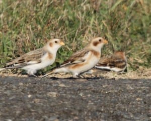 Snow Bunting - male and first-year female
