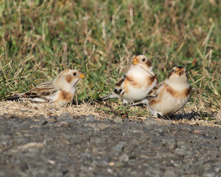 Snow Buntings - mixed group