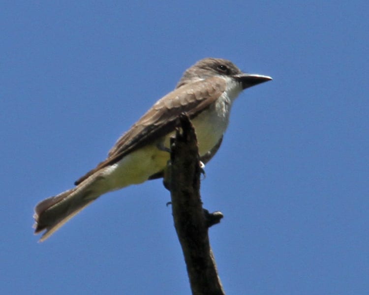 Thick-billed Kingbird