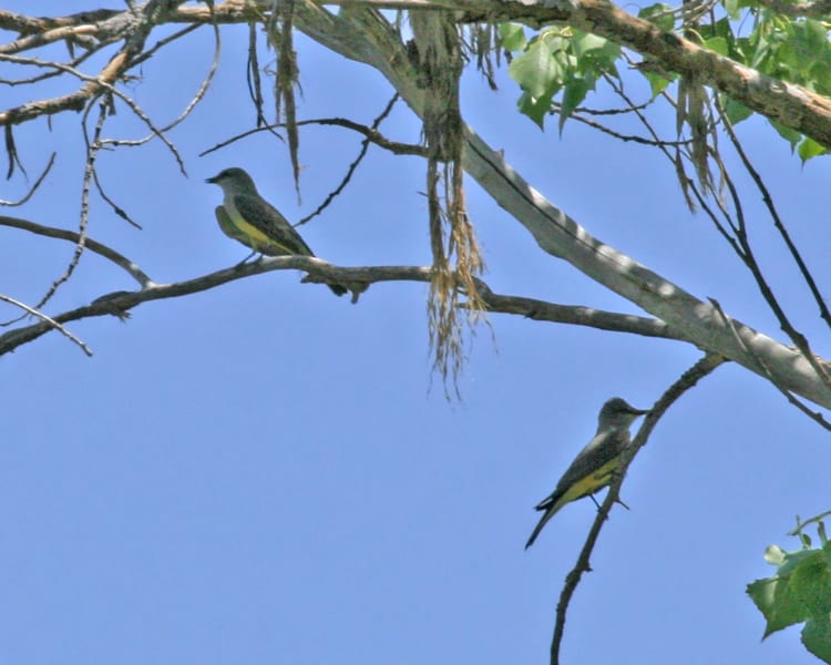 Tropical Kingbird - pair