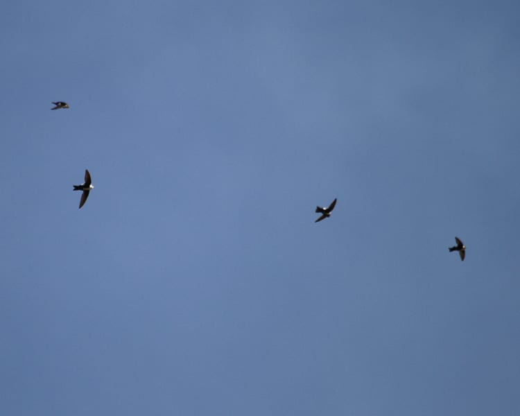 White-throated Swifts