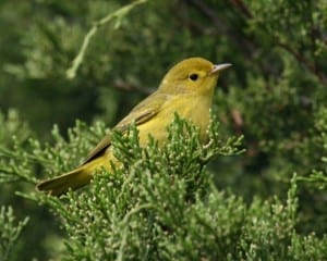 Yellow Warbler - adult fall female