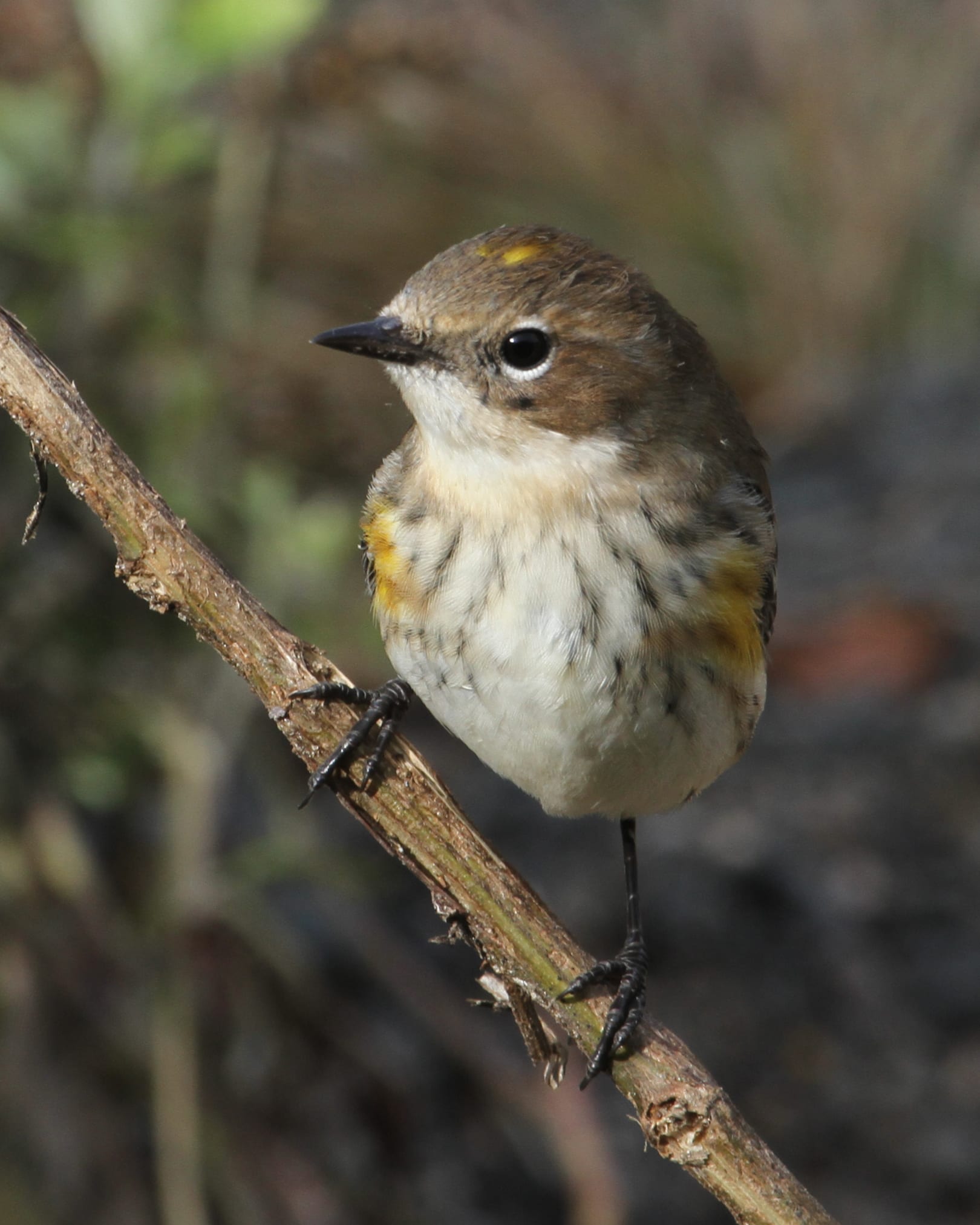 Yellow-rumped Warbler - female