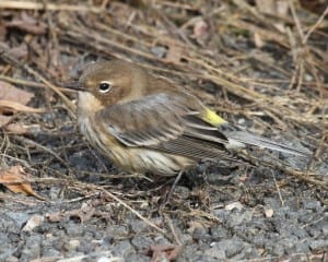 Yellow-rumped Warbler - first fall