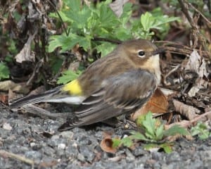 Yellow-rumped Warbler - first fall