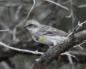 Yellow-rumped Warbler - molting