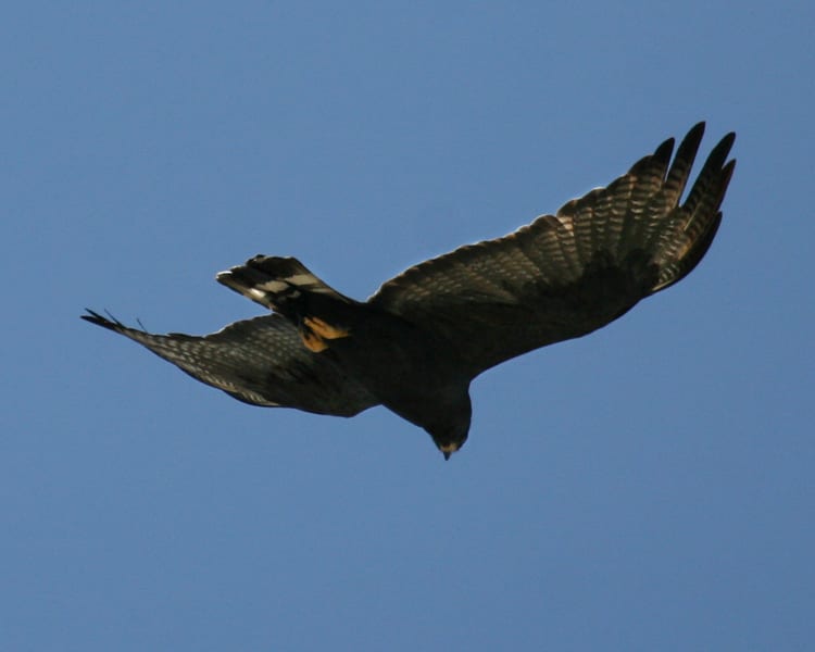 Zone-tailed-Hawk