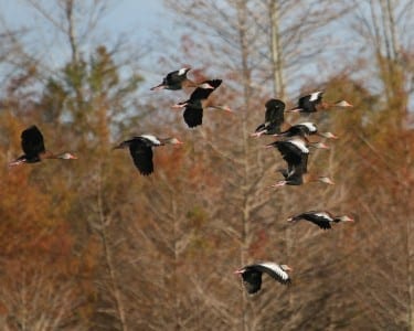 Black-bellied Whistling Ducks in flight