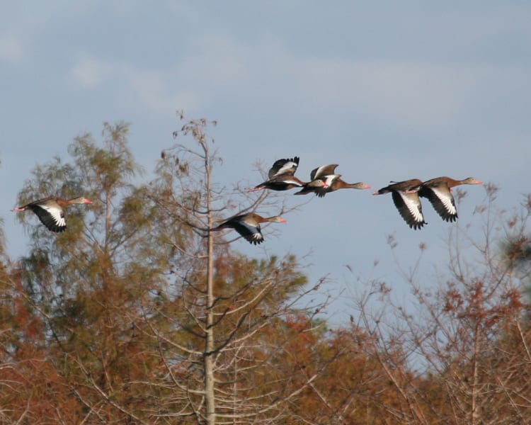 Black-bellied Whistling Ducks in flight