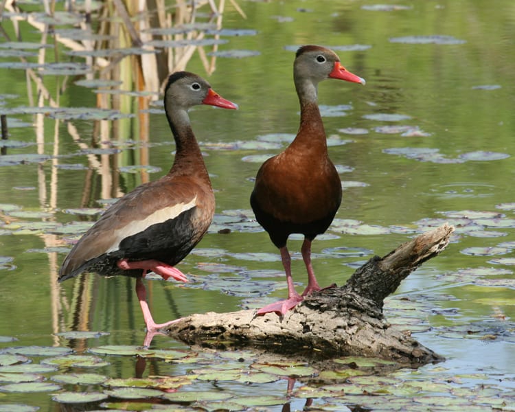 Black-bellied Whistling Duck - pair