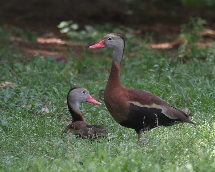Black-bellied Whistling Duck - pair
