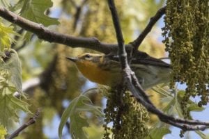 Blackburnian Warbler - female