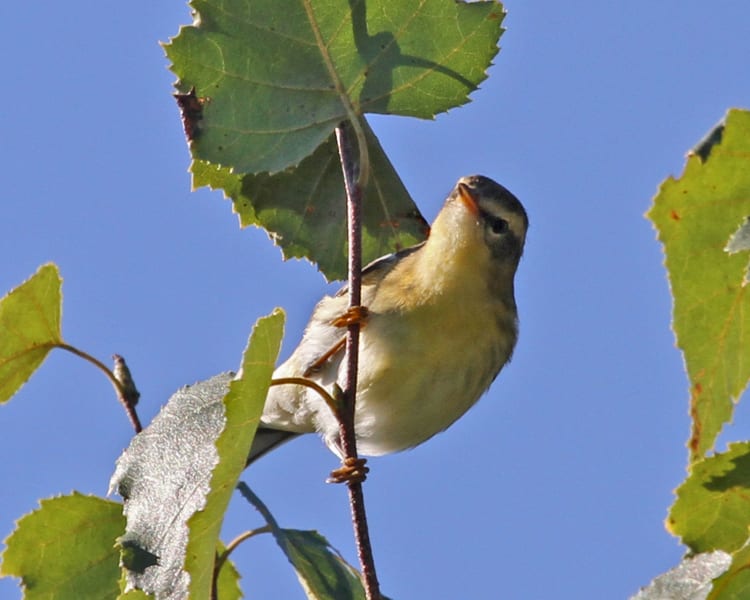 Blackburnian Warbler - first fall