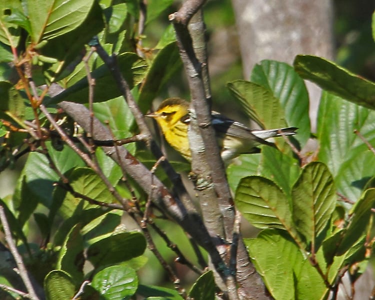 Blackburnian Warbler - female