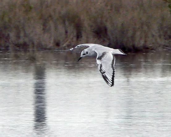Bonaparte's Gull - first cycle