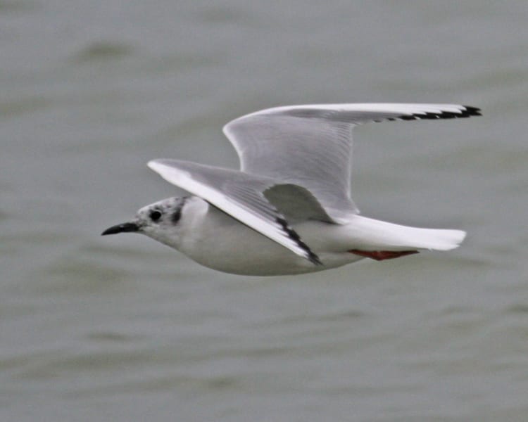 Bonaparte's Gull - basic plumage in flight