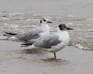 Bonaparte's Gulls - basic plumage
