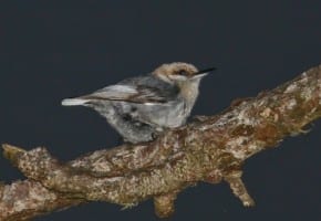 Brown-heaed Nuthatch