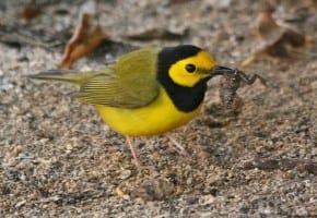 Hooded Warbler with frog