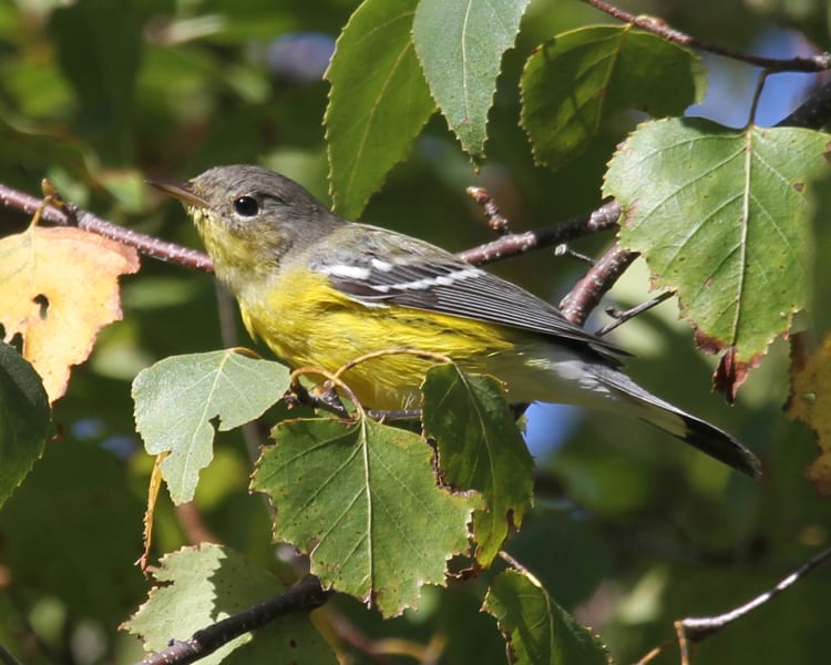 Magnolia Warbler - first fall