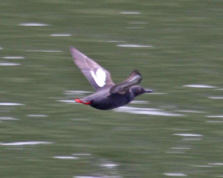 Pigeon Guillemot - in flight