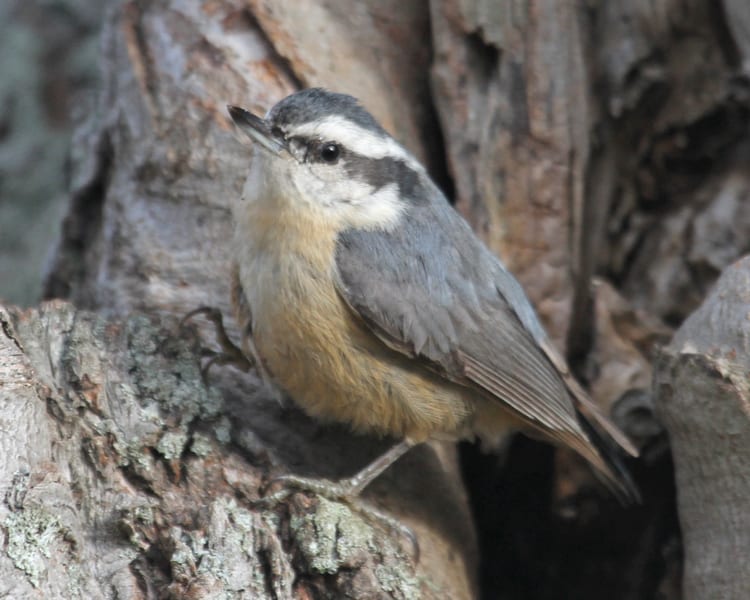 Red-breasted Nuthatch - female