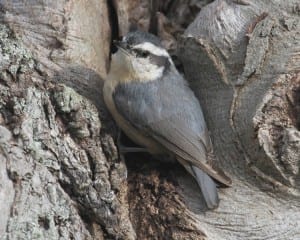 Red-breasted Nuthatch - female
