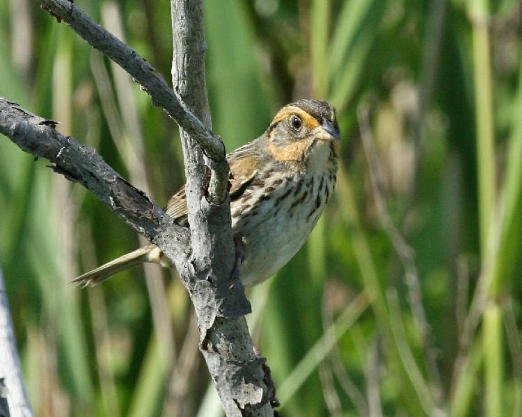 Salt Marsh Sparrow