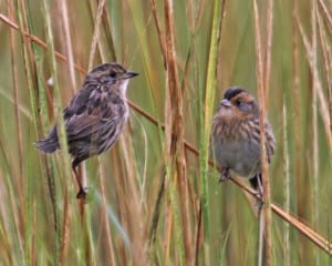 Saltmarsh Sparrow juvenile and adult together