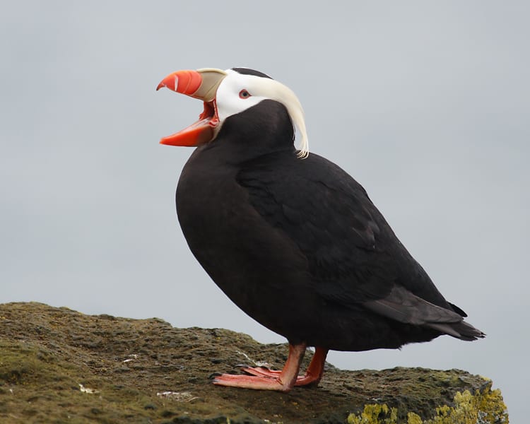Tufted Puffin with open mouth