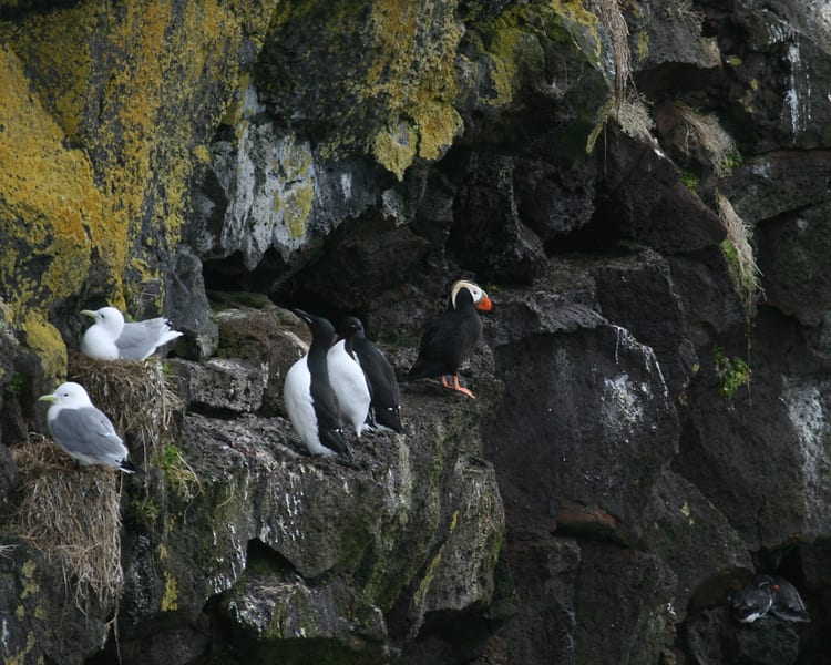 Tufted Puffin (with Black-legged Kittiwakes, Thick-billed Murres, and Parakeet Auklets)