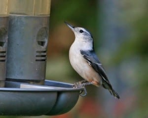 White-breasted Nuthatc