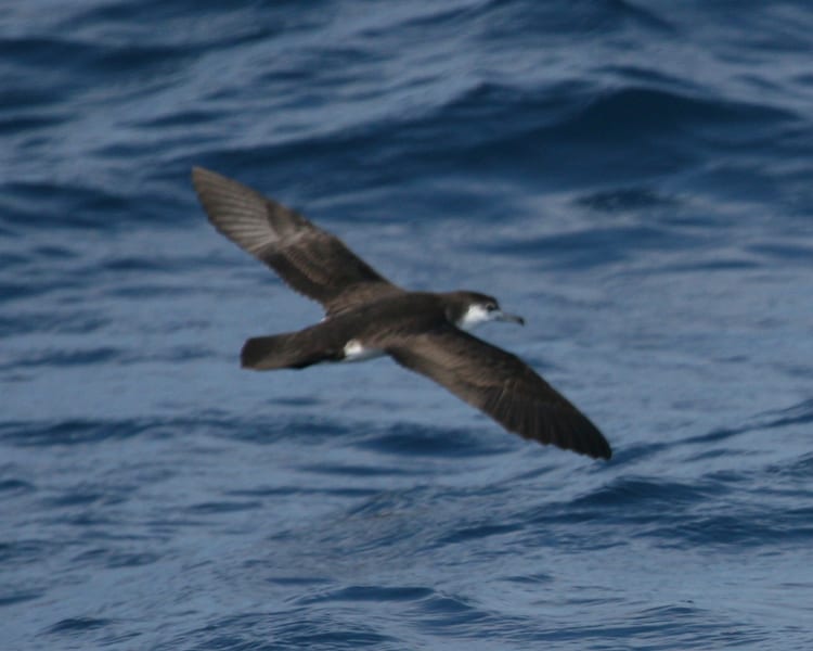 Audubon's Shearwater in flight
